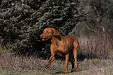 VIZSLA poil court 051